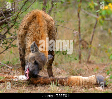 L'Hyène tachetée (Crocuta crocuta), l'alimentation à un cadavre, vue avant, Afrique du Sud, Lowveld, Krueger National Park Banque D'Images