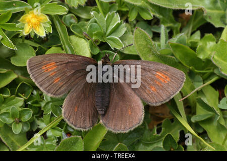 Ringlet (Erebia epiphron montagne, Vue du dessus), Pays-Bas Banque D'Images