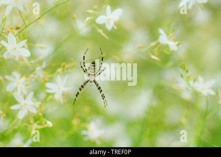 Noir et jaune argiope, noir et jaune spider Argiope bruennichi (jardin), entre les fleurs d'Anthericum ramosum, Germany Banque D'Images