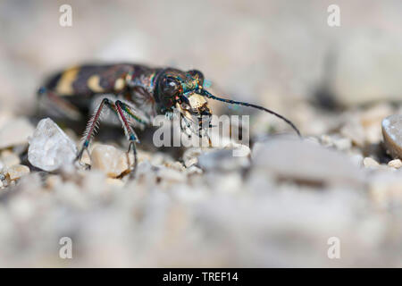 Tiger beetle dune (Cicindela hybrida), portrait, Germany Banque D'Images