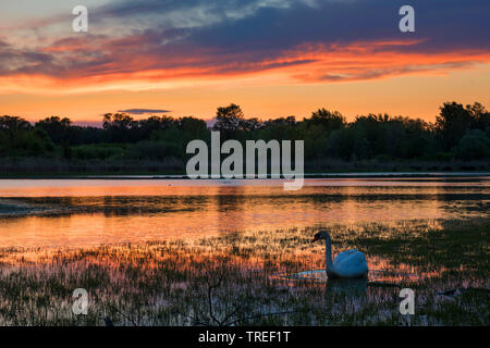 Mute swan (Cygnus olor), dans la bouche de la rivière Isonzo, Italie Banque D'Images