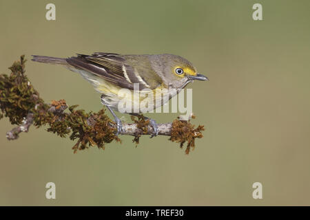 White-eyed Vireo Vireo griseus), (assis sur une branche, USA Banque D'Images