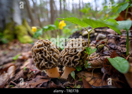 Morel, commune Morel, jaune Morel, vrai Morel, éponge, morille Morchella esculenta, Morel (Morellus esculentus), sur la masse de la forêt, de l'Allemagne, la Bavière Banque D'Images