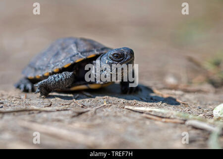 Étang d'Europe, tortue tortue de l'étang d'Europe, Emys orbicularis (tortue), les jeunes sur le terrain, Italie Banque D'Images