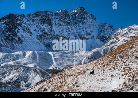 Bouquetin des Alpes (Capra ibex, Capra ibex ibex), dans des paysages de montagne en hiver, l'Italie, le Tyrol du Sud, Vinschgau Banque D'Images