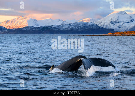 Baleine à bosse (Megaptera novaeangliae), Fluke en face de paysages de la côte nord, Norvège Banque D'Images