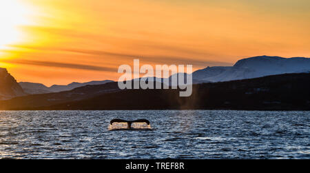 Baleine à bosse (Megaptera novaeangliae), Fluke en face de la côte nord de la Norvège, au coucher du soleil paysage Banque D'Images