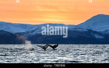 Baleine à bosse (Megaptera novaeangliae), la douve en face de paysages de la côte nord, Norvège Banque D'Images