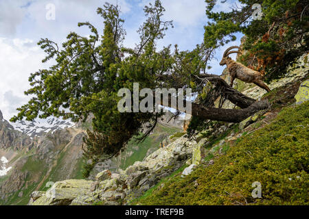 Bouquetin des Alpes (Capra ibex, Capra ibex ibex), debout sur un tronc de pin, France Banque D'Images