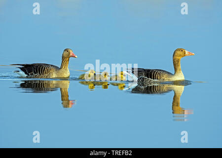 Oie cendrée (Anser anser), de la famille, de l'Autriche, Burgenland, le parc national de Neusiedler See Banque D'Images