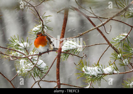 European robin (Erithacus rubecula aux abords), sur une branche à neige, l'Allemagne, la Bavière Banque D'Images