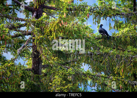 Tétras (Tetrao tetrix Lyrurus tetrix,), assis sur un arbre, l'Autriche, Karwendel Banque D'Images