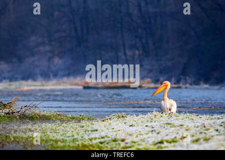 Le pélican blanc d'Amérique (Pelecanus onocrotalus), est situé sur la rive de l'Isar, l'Allemagne, la Bavière Banque D'Images