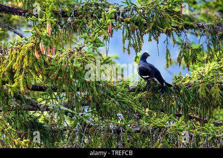 Tétras (Tetrao tetrix Lyrurus tetrix,), assis sur un arbre, l'Autriche, Karwendel Banque D'Images