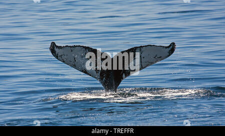 Baleine à bosse (Megaptera novaeangliae), l'immersion de wale, poussant l'eau de Fluke, USA Banque D'Images