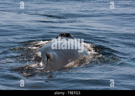 Baleine à bosse (Megaptera novaeangliae), nager à la surface de l'eau, USA Banque D'Images