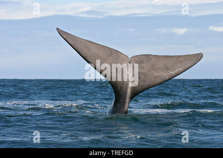 Baleine franche australe (Eubalaena australis, Balaena glacialis australis), fluke montrant l'eau, submerge baleine australe, Afrique du Sud, Hermanus Banque D'Images