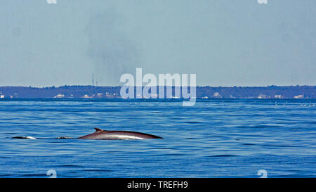Rorqual commun, rorqual commun (Balaenoptera physalus), nager à l'watersurface près de la côte, vue latérale, USA Banque D'Images