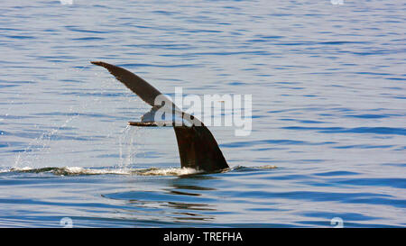 Baleine à bosse (Megaptera novaeangliae), submerge, fluke montrant l'eau, USA Banque D'Images