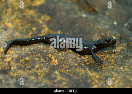 Salamandre Alpine, Alpine européenne salamandre (Salamandra atra), après l'effet de pluie, Allemagne Banque D'Images