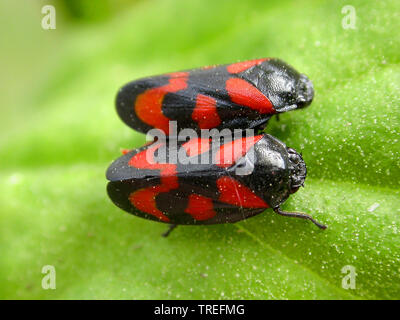 Noir et rouge (Cercopis froghopper Cercopis vulnerata, sanguinea), deux rouges-et-noires sur une feuille froghoppers, Pays-Bas Banque D'Images