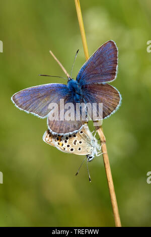 L'argent bleu étoilé (Plebejus argus, Plebeius argus), l'accouplement, Allemagne Banque D'Images