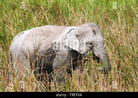 L'éléphant indien (Elephas maximus indicus, Elephas maximus bengalensis), sur l'alimentation, de l'Inde, le parc national de Kaziranga Banque D'Images