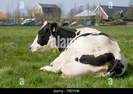 Holstein, Holstein (Bos primigenius f. taurus), allongé sur un pâturage, Pays-Bas Banque D'Images