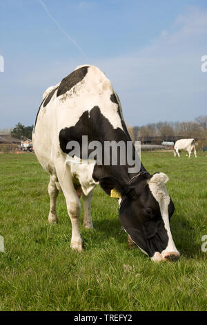 Holstein, Holstein (Bos primigenius f. taurus), le pâturage sur un pâturage, vue avant, Pays-Bas Banque D'Images
