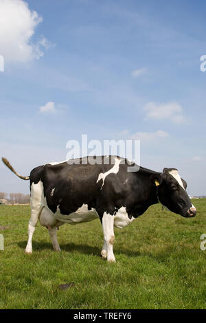Holstein, Holstein (Bos primigenius f. taurus), debout sur un pâturage, side view, Pays-Bas Banque D'Images