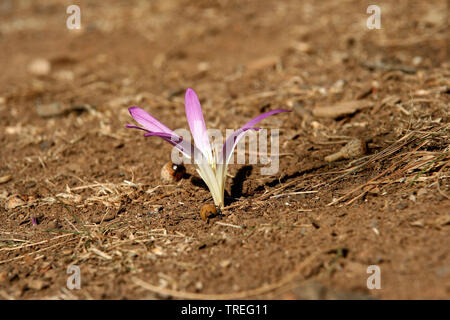 Safran de montagne (Colchicum montanum, Merendera montana, Merendera pyrenaica), fleur, Espagne, Pyrénées Banque D'Images