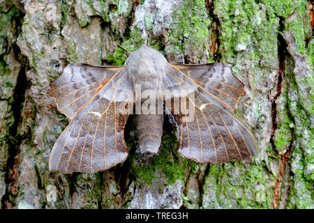 Hawk-moth peuplier, peuplier Laothoe populi (sphynx, Sphinx populi), s'assied à un tronc d'arbre, Pays-Bas Banque D'Images