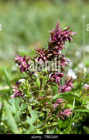 Red Bartsia costal (Odontites vernus subsp. litoralis, Odontites litoralis), dans les dunes, Pays-Bas, Berkheide, Katwijk Banque D'Images