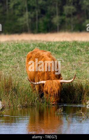 Scottish Highland cattle, Kyloe, Highland vache, Heelan coo (Bos primigenius f. taurus), de l'alcool à un plan d'eau, vue avant, Pays-Bas, Wassenaar Banque D'Images