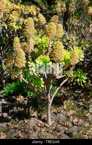 (Aeonium Aeonium arboreum ssp. holochrysum), blooming, Canaries, La Palma Banque D'Images