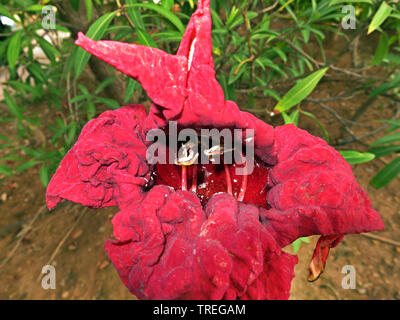 (Kigelia africana arbre saucisse, Kigelia pinnata), fleur, Malte, La Valette Banque D'Images