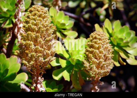 (Aeonium Aeonium arboreum ssp. holochrysum), blooming, Canaries, La Palma Banque D'Images