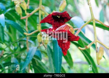 (Kigelia africana arbre saucisse, Kigelia pinnata), fleurs Banque D'Images