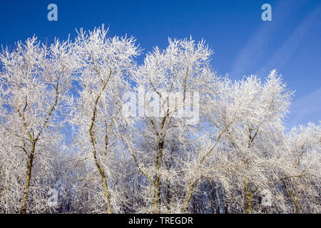 Le givre sur les arbres et arbustes, Pays-Bas, Katwijk Banque D'Images