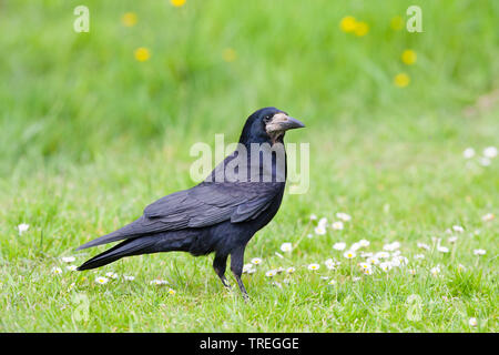 Corbeau freux (corvus frugilegus), sur une pelouse au printemps, Pays-Bas Banque D'Images