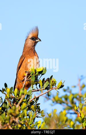 Speckled mousebird (Colius striatus), sur un buisson, Afrique du Sud, Eastern Cape, Addo Elephant National Park Banque D'Images