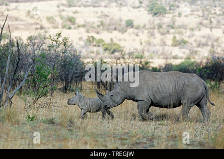 Rhinocéros blanc, carré-lipped rhinoceros, grass rhinoceros (Ceratotherium simum), femme avec bébé dans la savane, Afrique du Sud, Province du Nord Ouest, le Parc National de Pilanesberg Banque D'Images