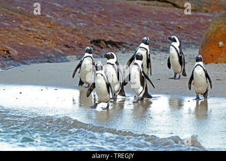 Jackass penguin, manchot, le putois (Spheniscus demersus), groupe à pied de la mer, Afrique du Sud, Western Cape, Simons Town Banque D'Images