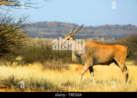 Eland, commune du sud de l'éland du Cap (Taurotragus oryx, Tragelaphus oryx), homme en savane, Afrique du Sud, Kimberley Banque D'Images