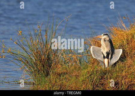 Héron cendré (Ardea cinerea), bains de soleil, l'Afrique du Sud, Province du Nord Ouest, le Parc National de Pilanesberg Banque D'Images