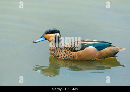 Hottentot teal (Anas punctata), natation, Afrique du Sud, Marievale Bird Sanctury Banque D'Images