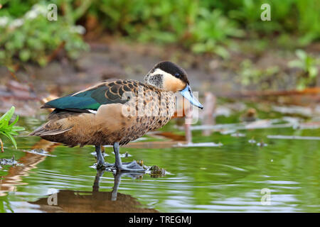 Hottentot teal (Anas punctata), debout dans l'eau, l'Afrique du Sud, Marievale Bird Sanctury Banque D'Images