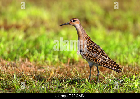 Le Combattant varié (Philomachus pugnax), femelle sur un pré, Pays-Bas, Frise Banque D'Images