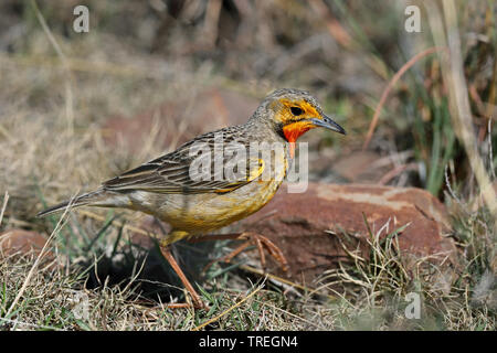 Cape longclaw (Macronyx capensis), à Savannah, en Afrique du Sud, Eastern Cape, Mountain Zebra National Park Banque D'Images