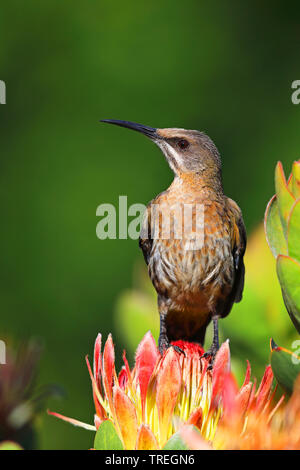 Cape sugarbird (Promerops cafer), mâle sur l'Protea, Afrique du Sud, Kirstenbosch Banque D'Images